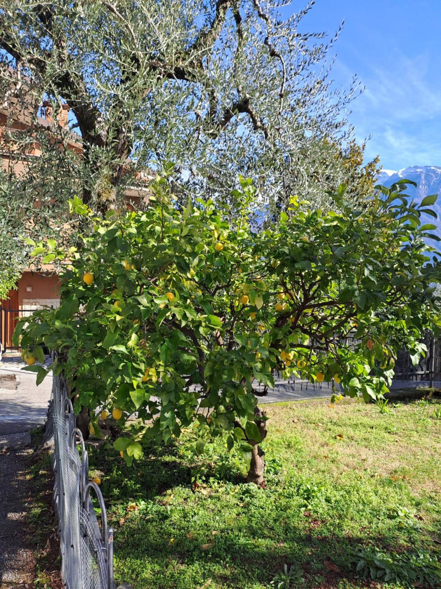 Oma Margareta Apartment Limone sul Garda Exteriör bild
