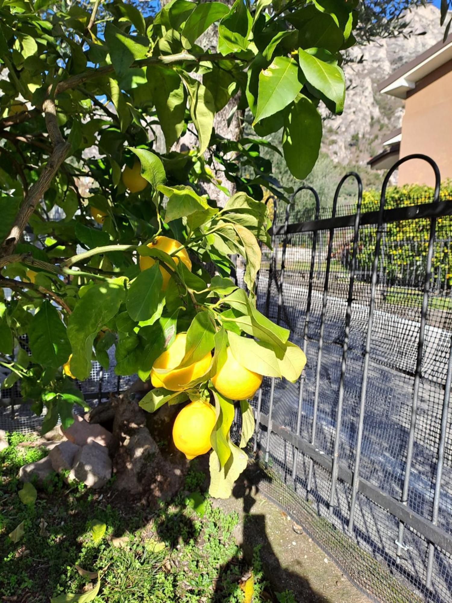 Oma Margareta Apartment Limone sul Garda Exteriör bild