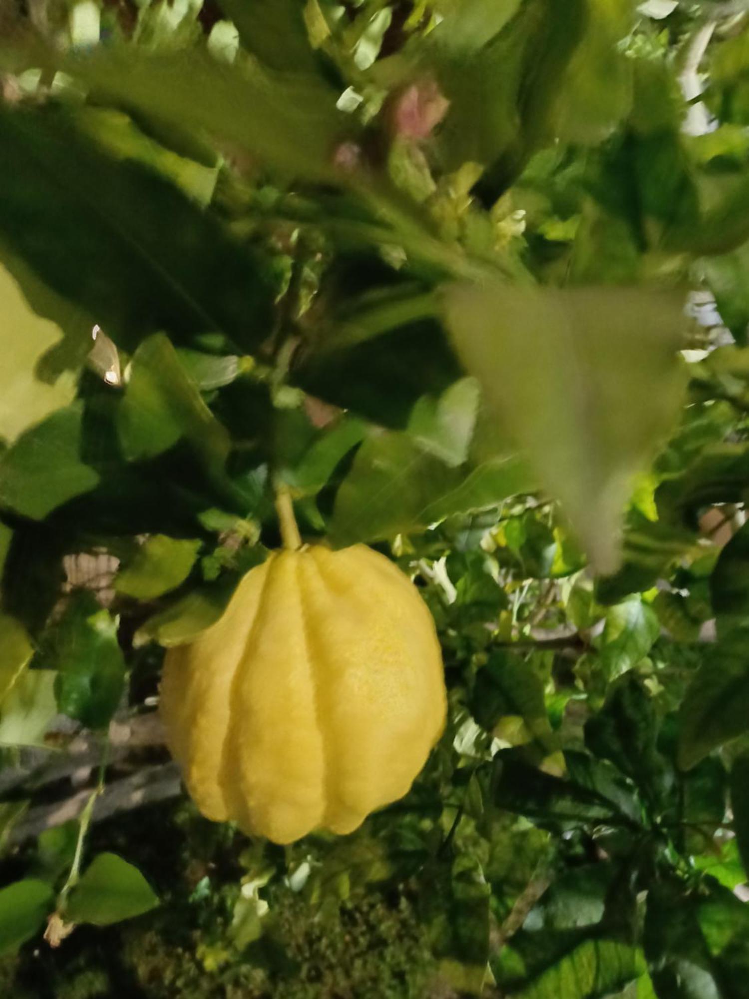 Oma Margareta Apartment Limone sul Garda Exteriör bild